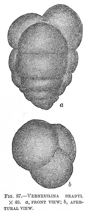 Verneuilina bradyi Verneuilina bradyi