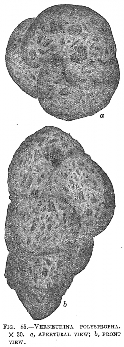 Verneuilina polystropha Verneuilina polystropha