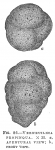 Verneuilina propinqua