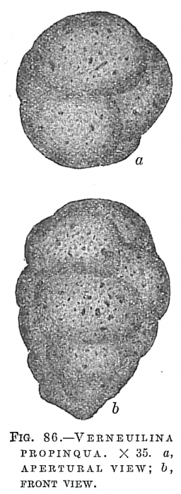 Verneuilina propinqua Verneuilina propinqua