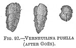 Verneuilina pusilla