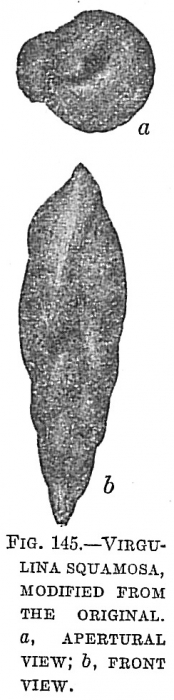Virgulina squamosa Virgulina squamosa