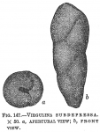 Virgulina subdepressa