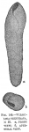 Virgulina texturata