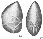 Cristellaria acutauiricularis