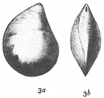 Cristellaria convergens