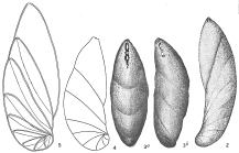 Cristellaria crepidula