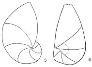 Cristellaria crepidula