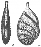 Cristellaria gemmata