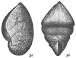 Cristellaria italica