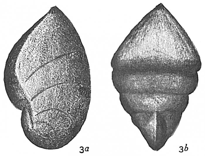 Cristellaria italica Cristellaria italica