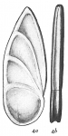 Cristellaria lata
