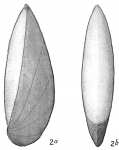 Cristellaria latifrons
