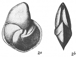 Cristellaria nitida