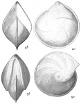 Cristellaria orbicularis