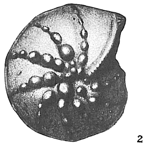 Cristellaria papillosa Cristellaria papillosa