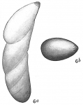 Cristellaria schloenbachi, author: Cedhagen, Tomas