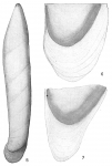 Cristellaria subalata Brady, 1884