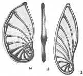Cristellaria tricarinella, author: Cedhagen, Tomas