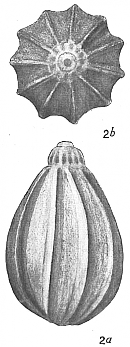 Lagena acuticosta sensu Cushman (1913) = Lagena apiopleura Loeblich & Tappan, 1953 Lagena acuticosta sensu Cushman (1913) = Lagena apiopleura Loeblich & Tappan, 1953
