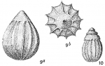Foraminifera