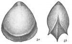 Lagena alveolata plebeia