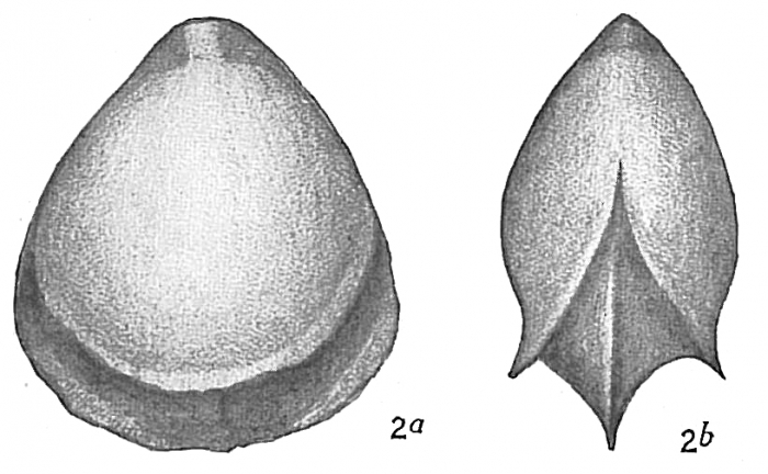 Lagena alveolata plebeia Lagena alveolata plebeia