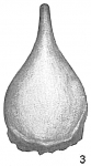 Lagena alveolata prolongata