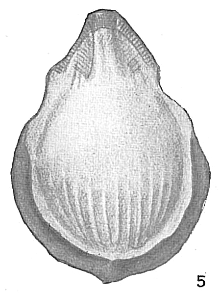 Lagena alveolata substriata Lagena alveolata substriata