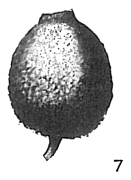 Lagena ampulla-distoma Lagena ampulla-distoma