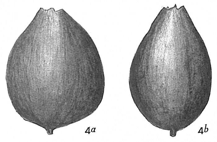 Lagena apiculata Lagena apiculata