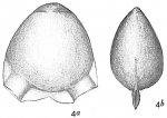 Lagena auriculata subcarinata