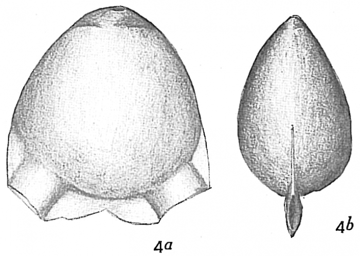 Lagena auriculata subcarinata Lagena auriculata subcarinata