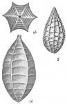 Lagena catenulata