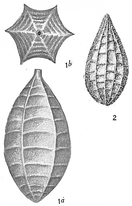 Lagena catenulata Lagena catenulata