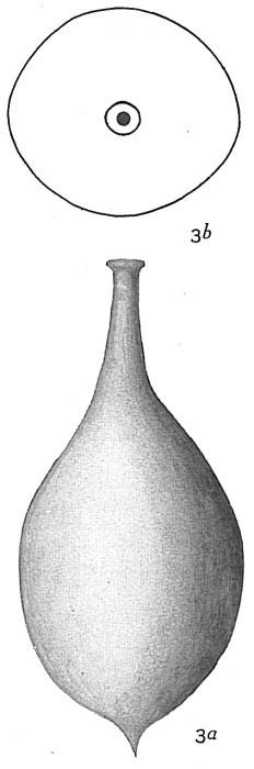 Lagena clavata Lagena clavata