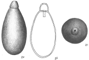 Lagena collaris, author: Cedhagen, Tomas