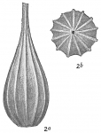 Lagena costata var. amphora