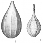 Lagena costata var. amphora
