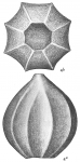 Lagena costata polygonata