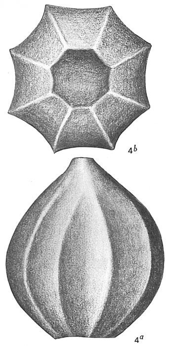 Lagena costata polygonata