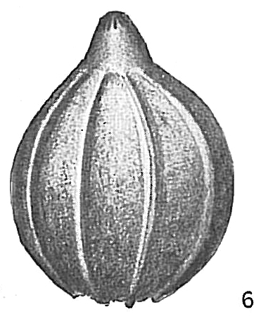 Lagena costata Lagena costata