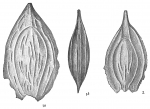 Lagena crescenticostata