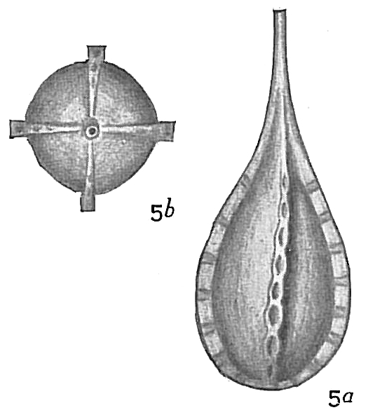 Lagena desmophora Lagena desmophora