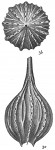 Lagena desmophora