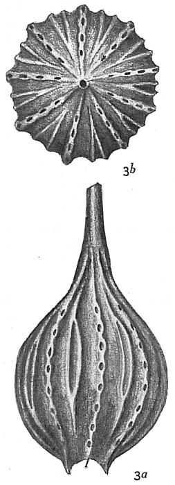 Lagena desmophora