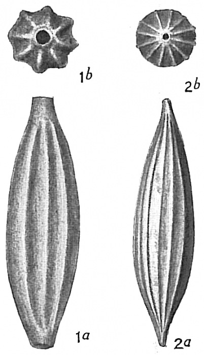 Lagena distoma Lagena distoma