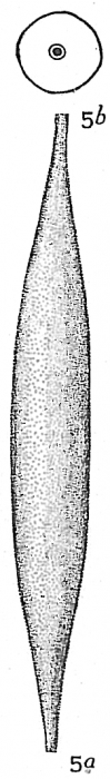 Lagena elongata Lagena elongata