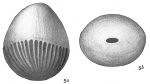 Lagena exsculpta