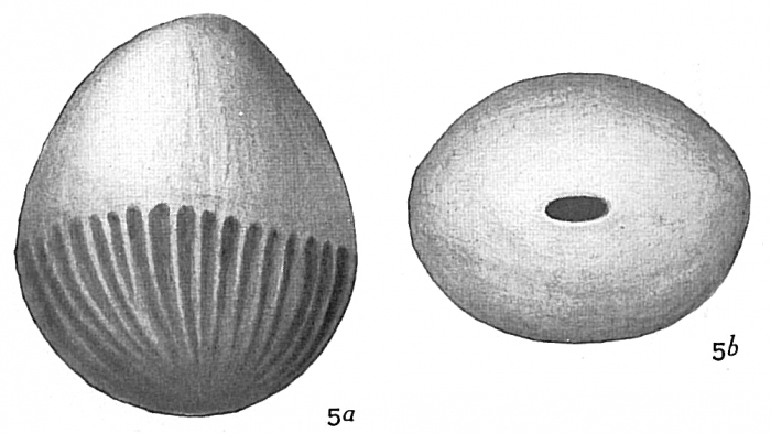 Lagena exsculpta